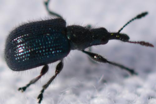 Réf. 266 514 : Involvulus caeruleus